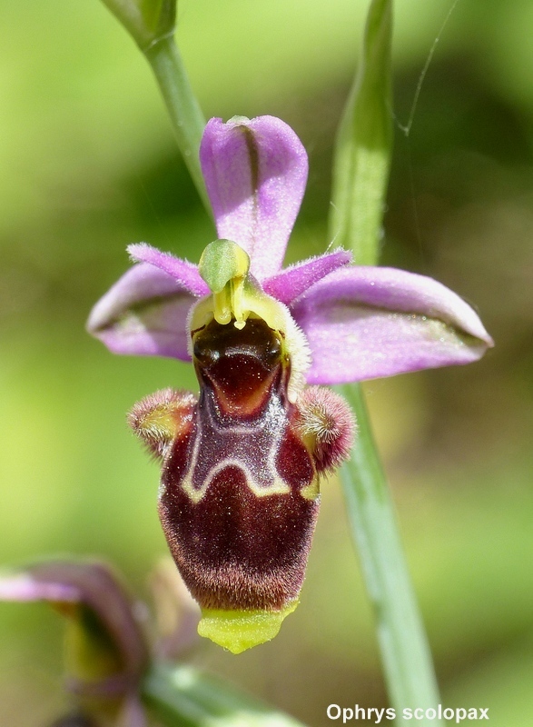 Andalusia: le orchidee e Grandi Pietre  marzo-aprile 2023.